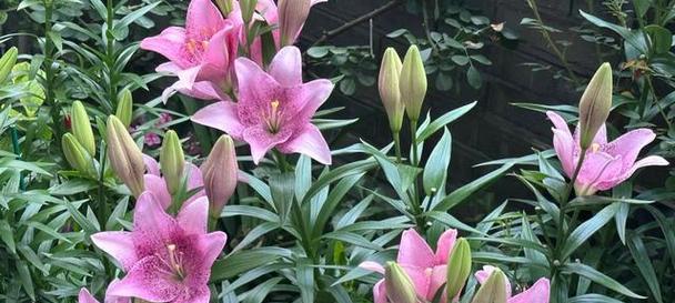 百合花四季开花的奥秘（了解百合花的生长特点与开花时间）