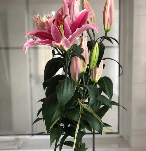 百合花的生长需要晒太阳吗（揭秘百合花对太阳的渴求和生长规律）