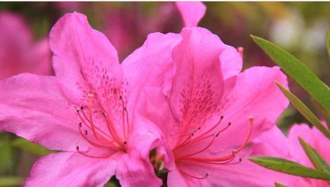 七彩杜鹃花花语（以色彩传递情感）