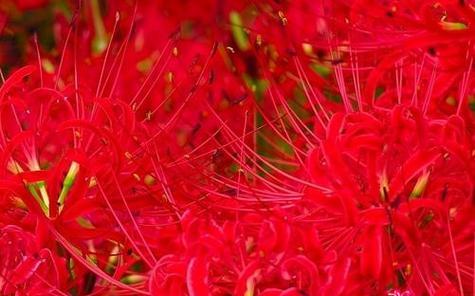 缤纷花语，彼岸花的多彩世界（以不同颜色彼岸花的花语探索自然奇迹）