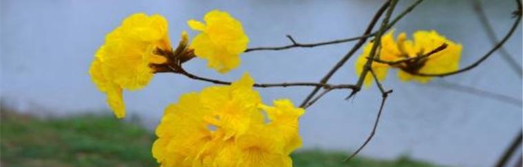 五彩风铃花缤纷花语（用色彩诠释心情）
