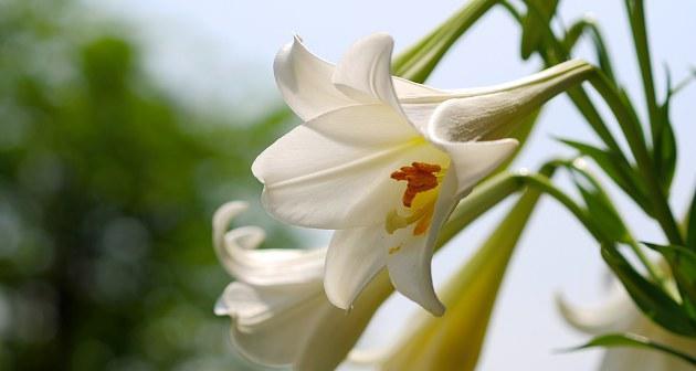 探秘百合花对阳光的喜爱(阳光照耀下的百合) 探秘百合花对阳光的喜爱(阳光照耀下的百合)