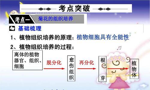 百合栽种方法与注意事项（精彩花开从这里开始）