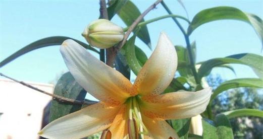 北方百合种植指南（了解北方气候条件）