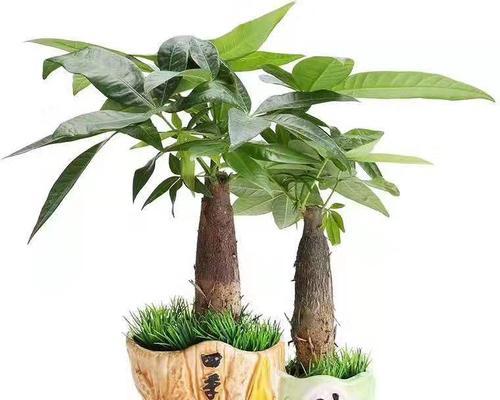 富贵植物之财富象征及其意义（揭秘招财进宝的植物）