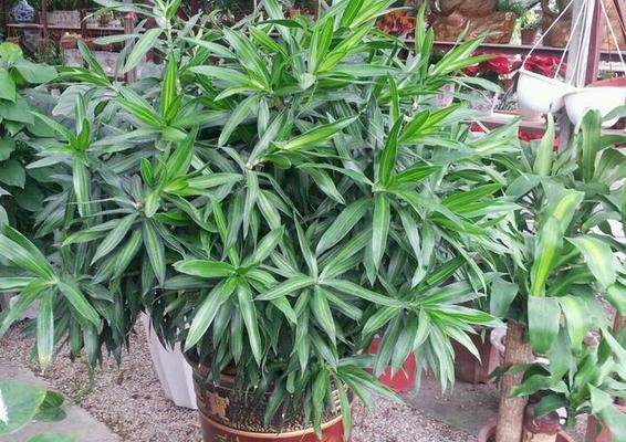 百合竹的风水布置之道（让家居美化与风水并存）
