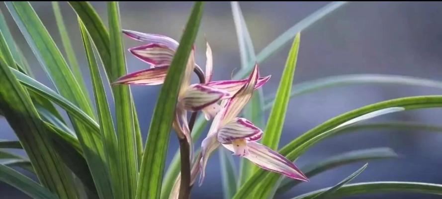 高洁之美——代表高洁的植物（高洁之美）