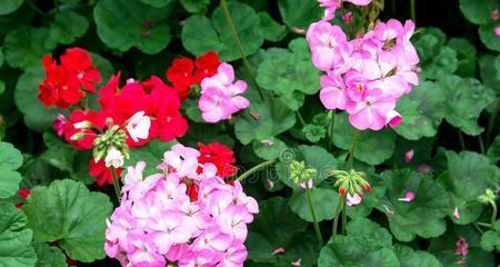 和平的花朵——代表和平的植物（美丽的象征）