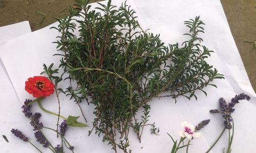 百里香的修剪技巧（掌握正确的修剪方法）