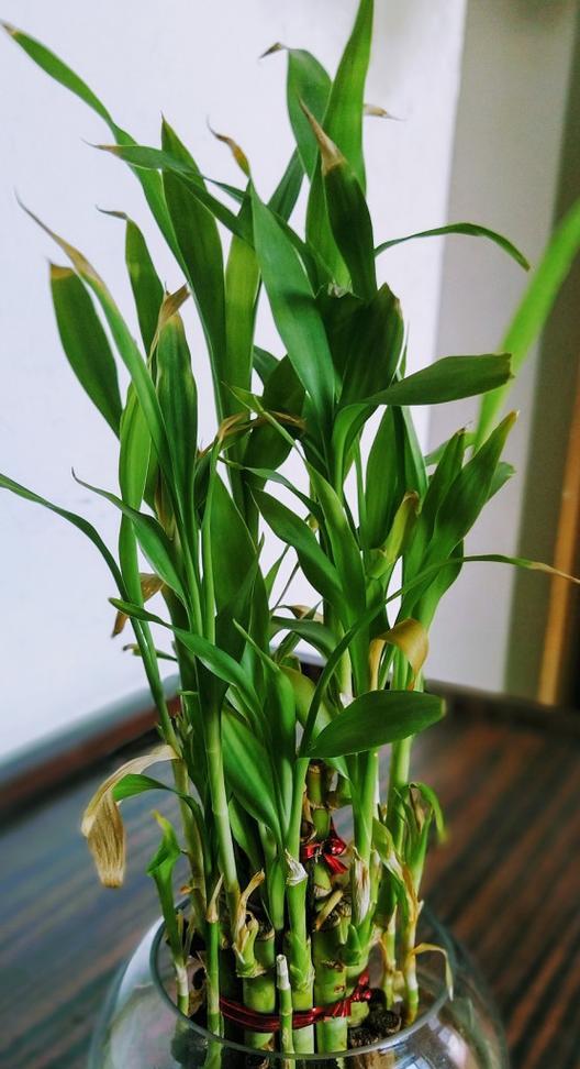 以代表健康的植物为主题的文章（探索健康生活中不可或缺的15种植物）