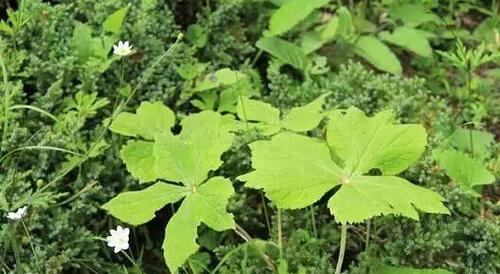 以代表老师的植物为主题的文章（探索教育的绿色力量——寻找校园中的植物导师）