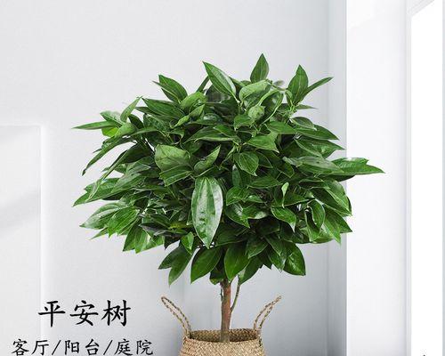 平安树的象征意义与寓意（探索平安树背后的文化内涵）