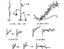 百日草摘心打顶的时间与方法（掌握正确时间和方法）