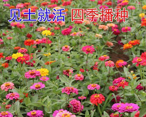 如何种植百日草种子（百日草种子的选购与种植技巧）