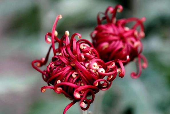 清高孤傲的花——梅花（以梅花为象征的清高孤傲个性和情感内涵）