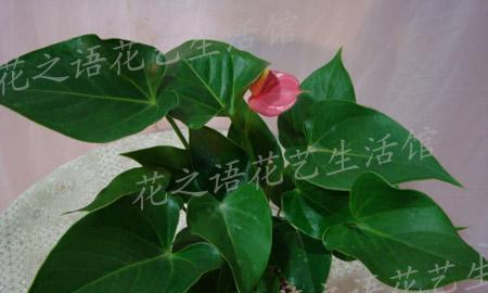 夏日绿意（盛夏花卉和草本植物的绚丽与生机）