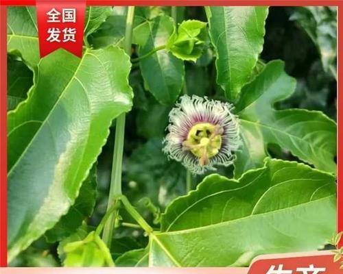 百香果的嫁接技术（掌握嫁接技术）