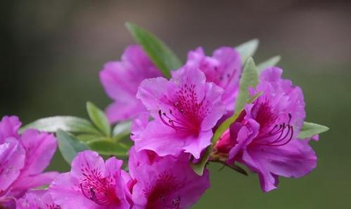 杜鹃花的花语及象征意义（探究杜鹃花的花语及象征意义）
