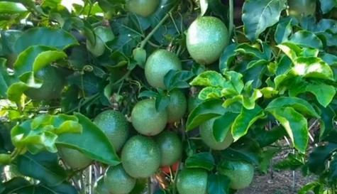 百香果的季节成熟及特点（探究百香果的生长周期和味道特征）