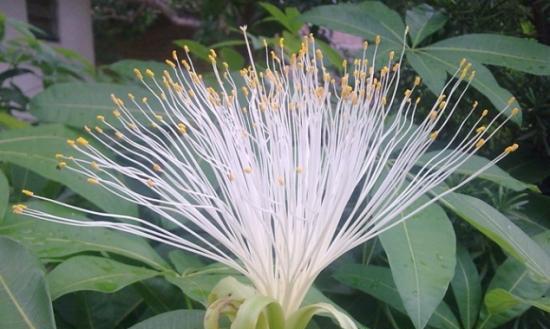 发财树的花开时节与寓意（探寻发财树花开的奥秘）