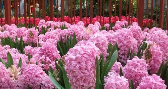 粉色风信子花语（探索粉色风信子的深层寓意与传达的情感）