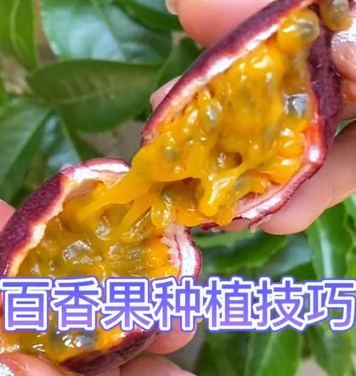 百香果种子的种植方法（百香果的种植技巧与注意事项）