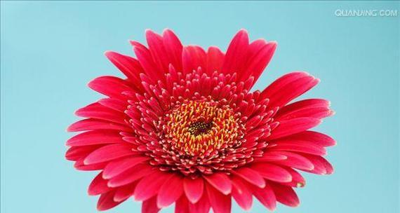 扶郎花（以扶郎花为载体传递爱的信息）