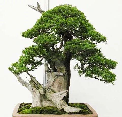 浇水时间与方法，让您的柏树健康成长（正确的浇水方法是保持柏树生机的关键）