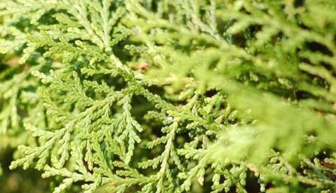 解密柏树的种子植物身份（探究柏树的种子及其生态特点）