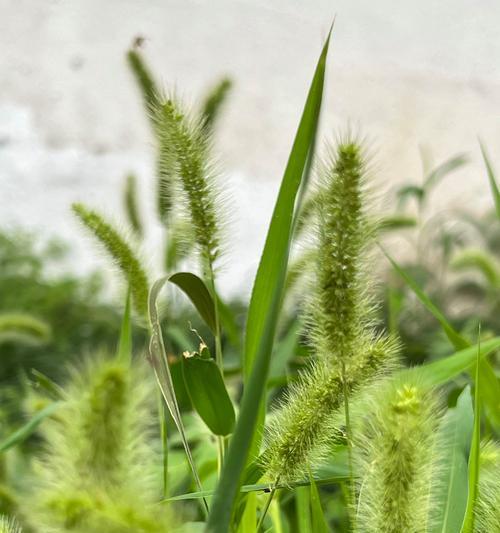 狗尾巴草的象征意义与寓意（揭示自信）