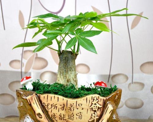 搬迁送什么花最合适（为新家送上美好祝福的花卉推荐）