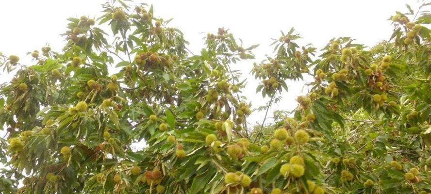 板栗采摘季节剖析（了解板栗成熟时间）