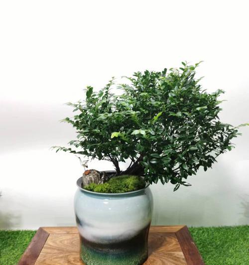 黑骨茶盆景的风水寓意与摆放位置（探究黑骨茶盆景的风水福利与理想摆放位置）
