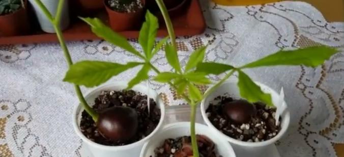 板栗盆栽的果实究竟能不能结果（探讨板栗盆栽结果的可能性与条件）
