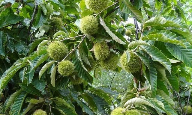 解析板栗是否属于果实（探究板栗的生物分类及其营养价值）