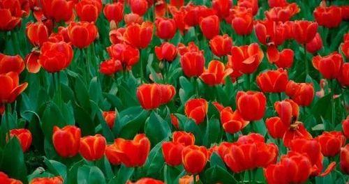 红色丁香花的花语与意义（探寻红色丁香花的深意）