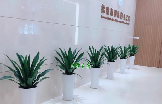 办公楼大厅应该放哪些植物（营造舒适办公环境）