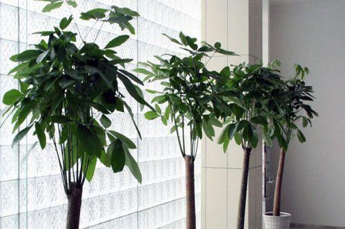 办公室大厅的理想植物选择（以清新自然的氛围）