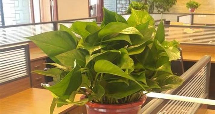 办公室门口放什么植物风水好（如何选择适合放在办公室门口的植物）
