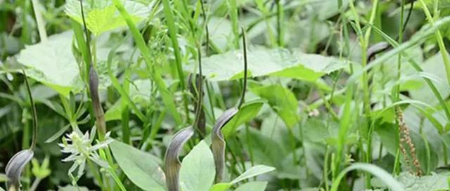 半夏块茎繁殖与种植（半夏块茎的种类）