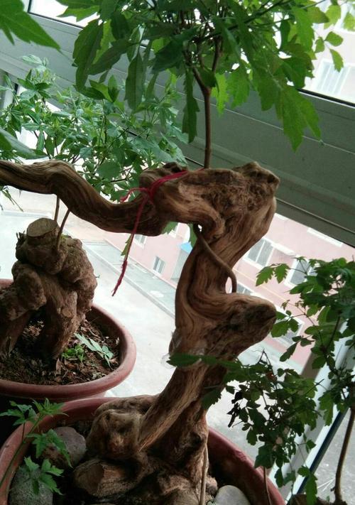 黄荆树盆景的风水寓意（传递生命力与平衡的黄荆树）