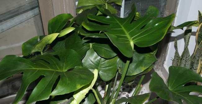 龟背竹叶子发黄应对方法（室内种植龟背竹叶子发黄怎么办）