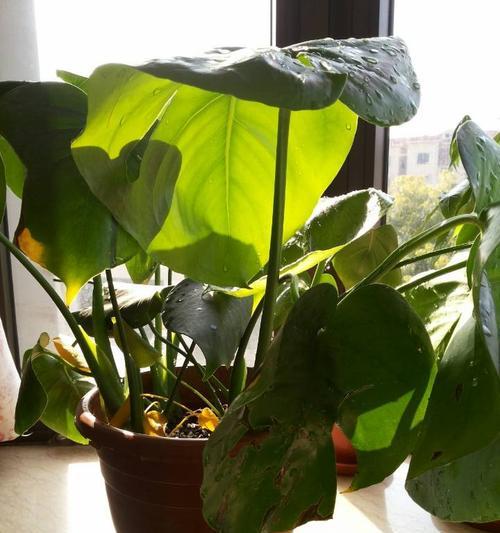 龟背竹叶子发黄应对方法（室内种植龟背竹叶子发黄怎么办）