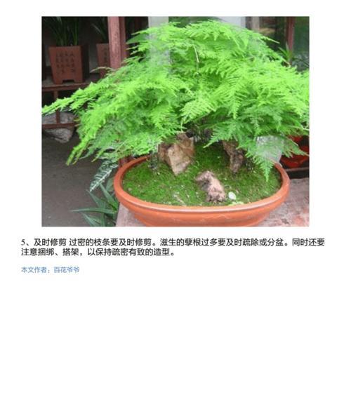 龟背竹叶子发蔫的原因及补救方法（遇到龟背竹叶子发蔫）
