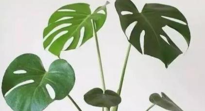 龟背竹叶子下垂解决方法（如何帮助龟背竹重现挺拔身姿）