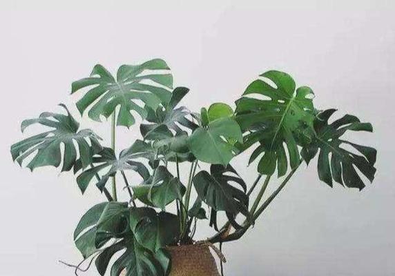 龟背竹分盆指南（分盆时间）