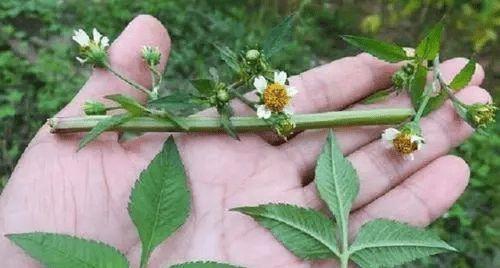 认识神秘的鬼剑草（探寻鬼剑草的神奇特性和生长习性）