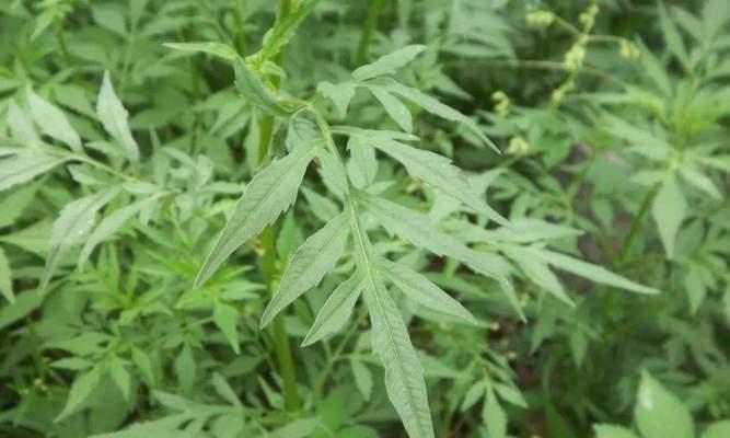 鬼针草是一种多年生植物吗（探究鬼针草的生命周期和特点）