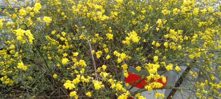 贵阳市花——牡丹，市民情系盛开（贵阳牡丹品种众多）
