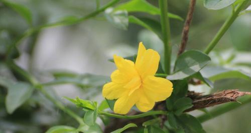 贵阳市花——牡丹，市民情系盛开（贵阳牡丹品种众多）